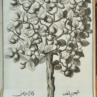 Tablica IV przedstawiająca gatunek kawy zwany „Beitulfaki Caffe Planta” z dzieła „Jacobi Sponii medici…”